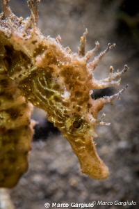 Mediterranean Sea Horse by Marco Gargiulo 